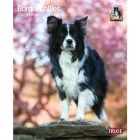 Kalender Border Collies 2025