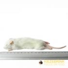 Kleine Weaner rat 25-60 gram -5 stuks