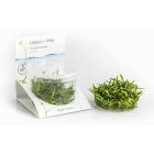 Cryptocoryne Parva - In Vitro Cup