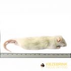 Grote Weaner Rat 60-90 gram- 5 stuks 