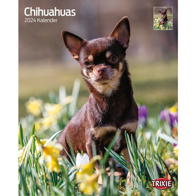 Kalender Chihuahuas 2024  OP=OP
