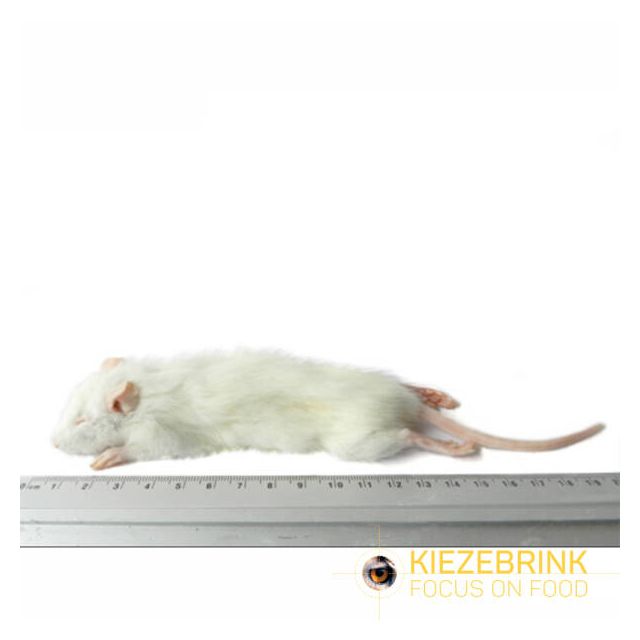 Kleine Weaner rat 25-60 gram -1 kg 