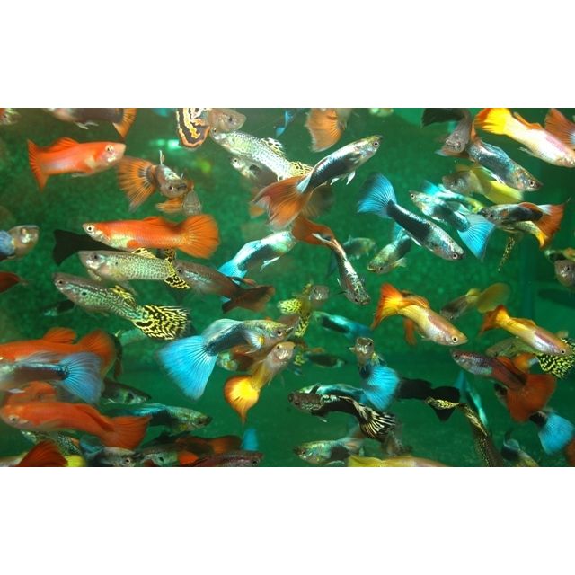 Guppy Man (mixed) -2.5-3 cm 