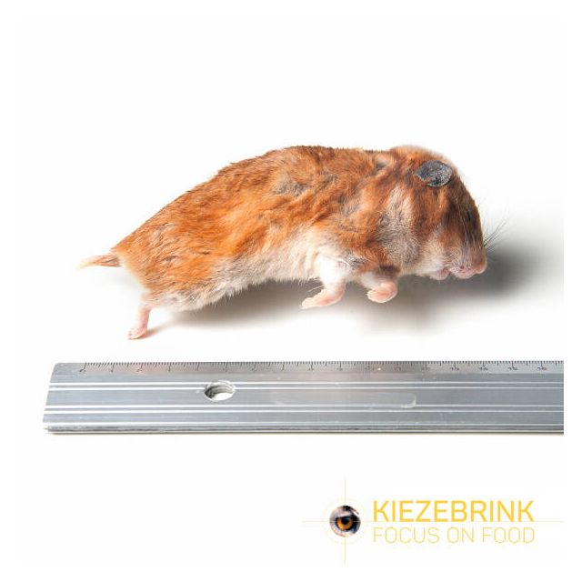Syrische Hamster Mix Size -10 kg 
