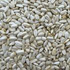 Wielink Zonnebloempit Wit -12.5 kg 
