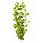 Lysimachia Nummularia (Penningkruid) Bosje