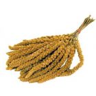 Trosgierst Chinees -1 kg 