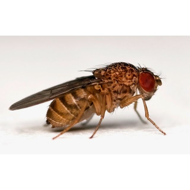 Fruitvlieg Large (Doosje) - DROSOPHILA HYDEI
