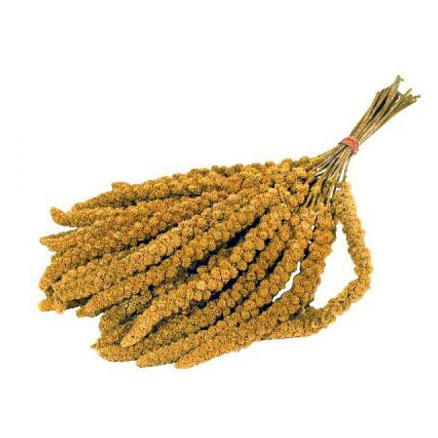 Trosgierst Frans Geel - 500 gr